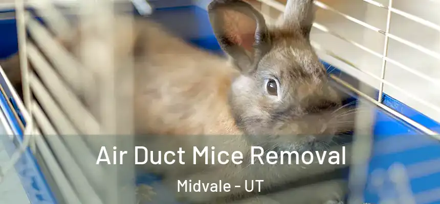 Air Duct Mice Removal Midvale - UT